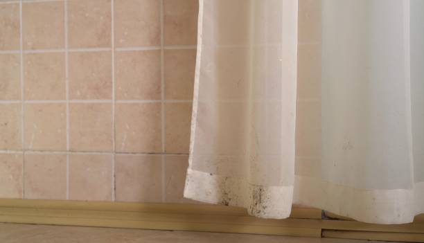 Best Mold Removal for HVAC Installations  in Greenfield, MN