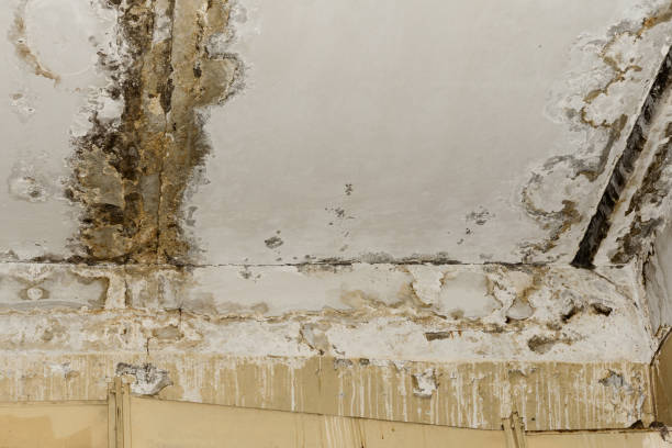  Greenfield, MN Mold Removal Pros