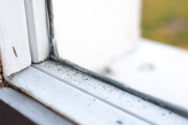 Best Forensic Mold Investigation  in Greenfield, MN
