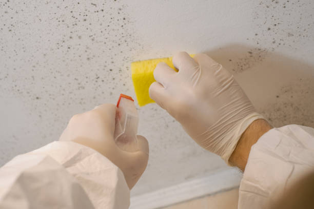 Best Mold Documentation for Insurance Claims  in Greenfield, MN