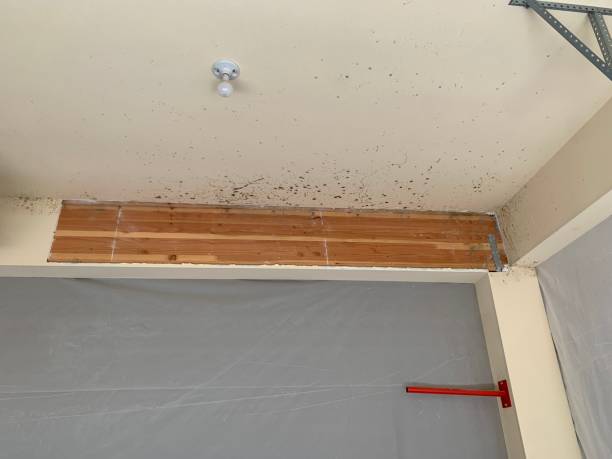 Best Industrial Mold Remediation  in Greenfield, MN