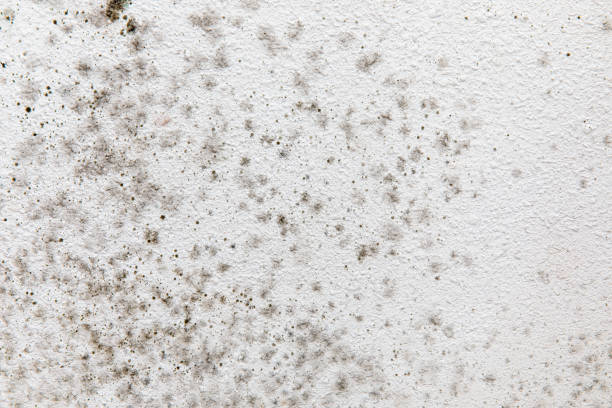 Mold Removal for HVAC Installations in Greenfield, MN