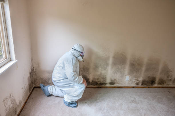 Mold Documentation for Insurance Claims in Greenfield, MN