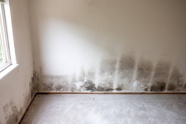 Best Post-Remediation Verification Testing  in Greenfield, MN