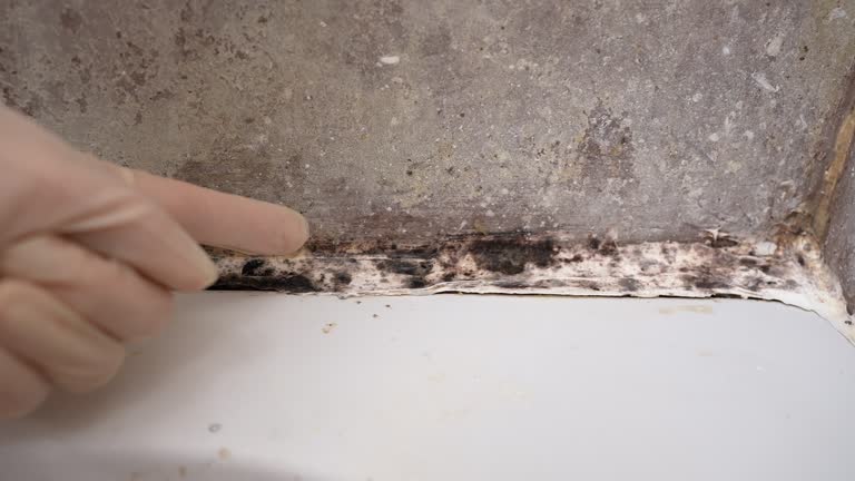 Best Asbestos and Lead Testing During Mold Inspection  in Greenfield, MN
