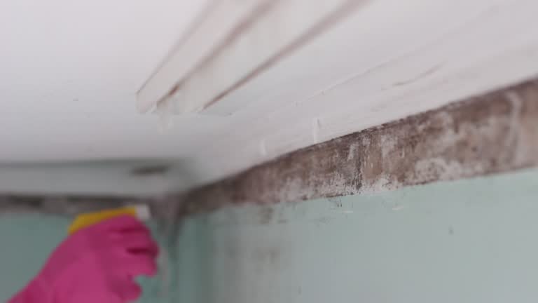 Best Mold Odor Removal Services  in Greenfield, MN